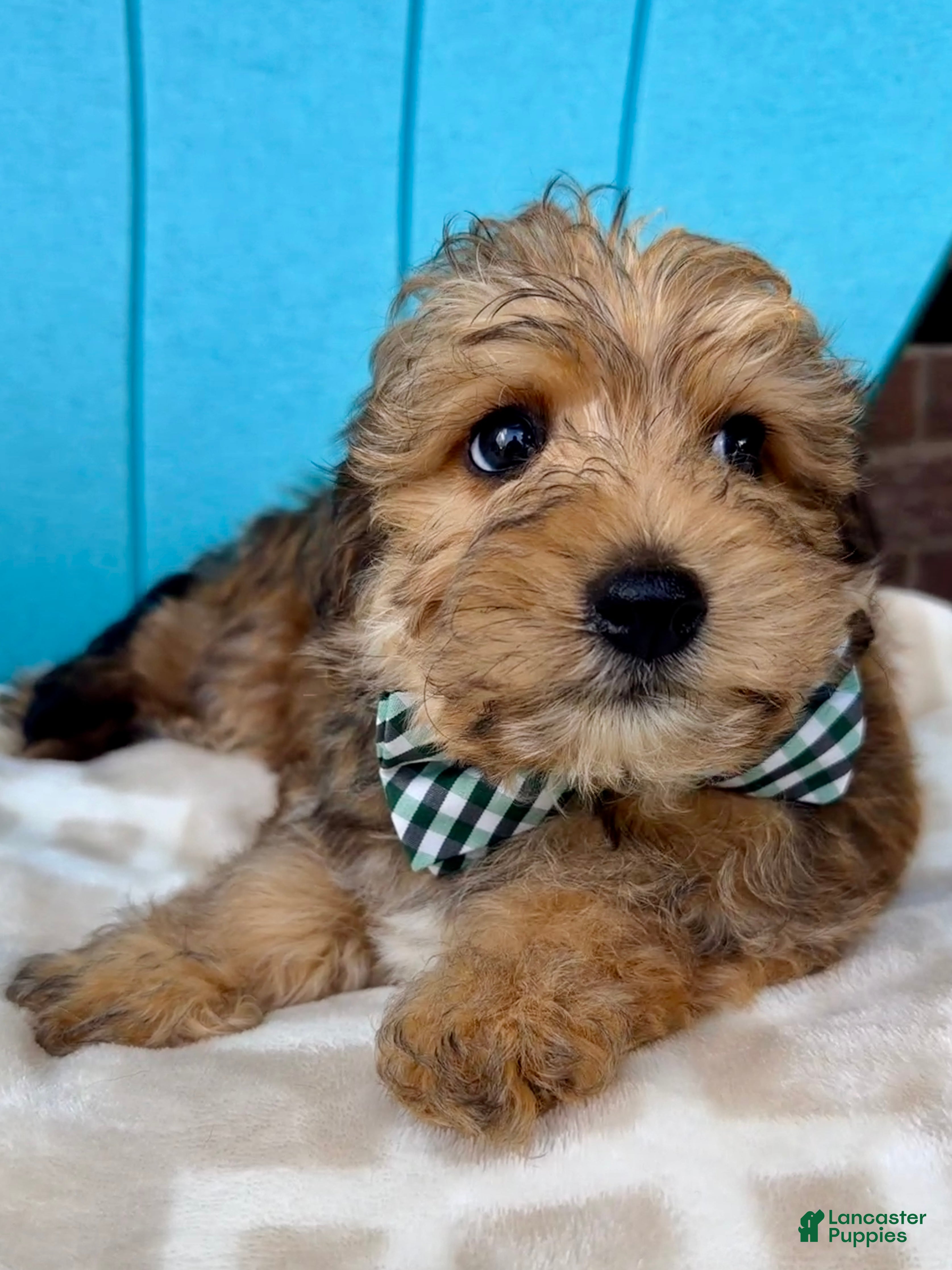 Yorkiepoo dogs Beau - Ad 2