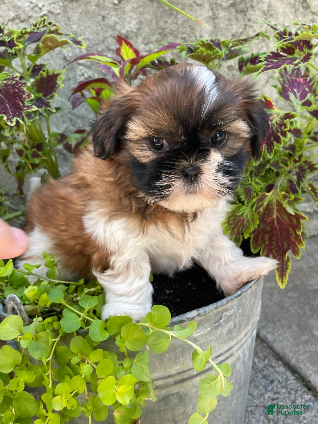 Shih Tzu dogs for sale: Comet - Ad 4