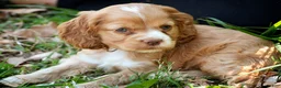 Cocker Spaniel dogs for sale: Ember - Cocker Spaniel Puppy  - Ad 5