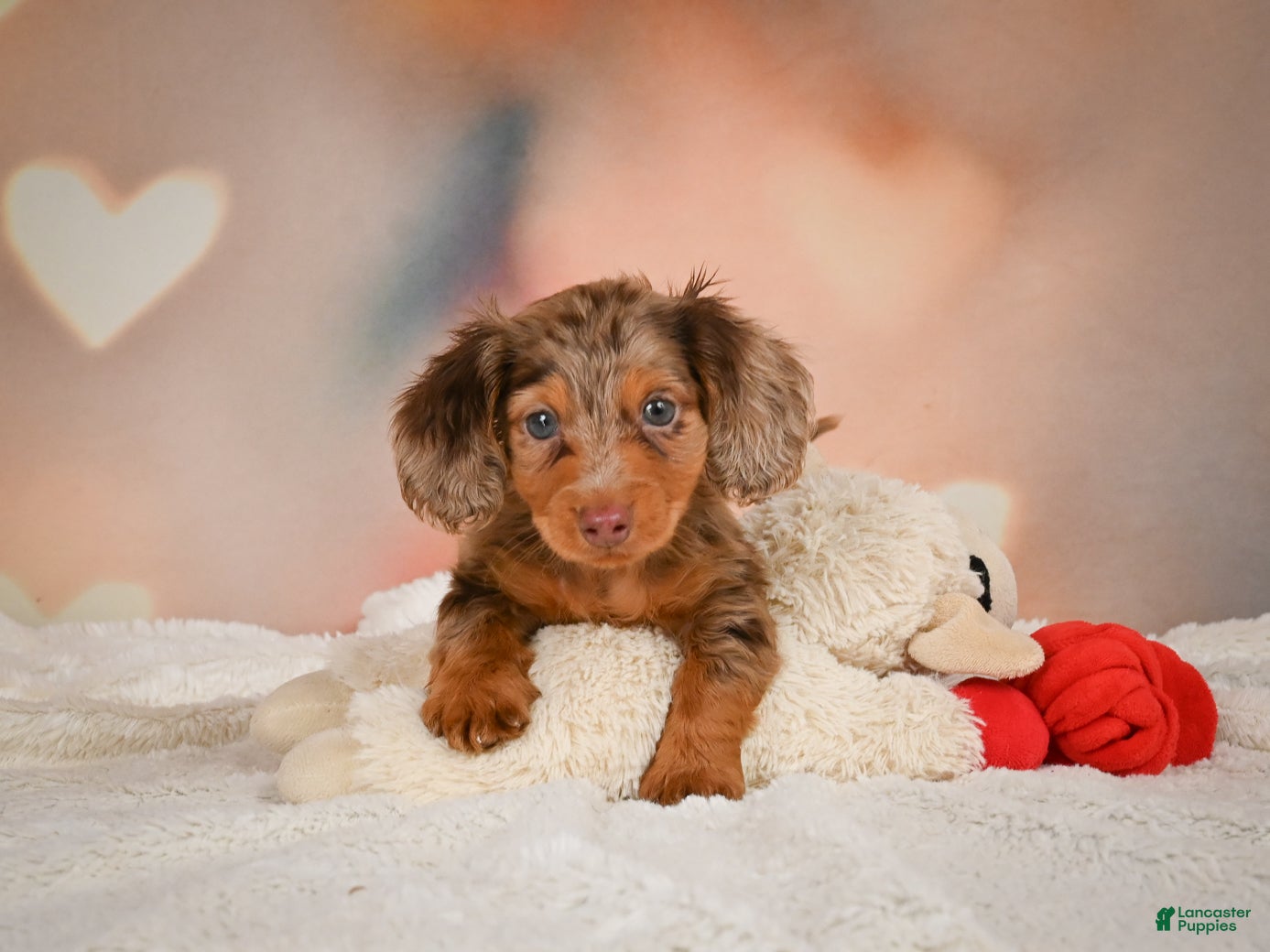 Miniature Dachshund dogs Romeo - Ad 1