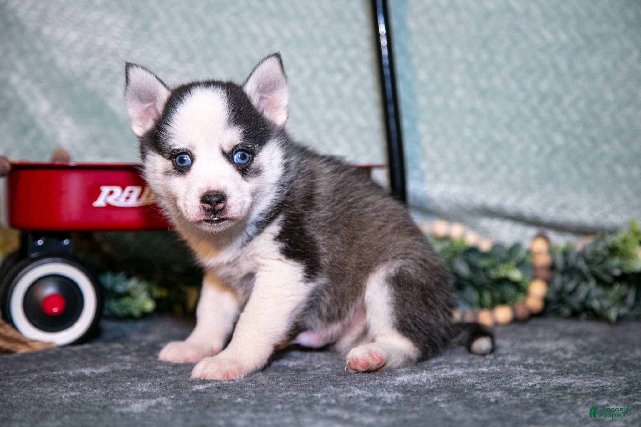 Pomsky dogs Lollipop - Ad 2