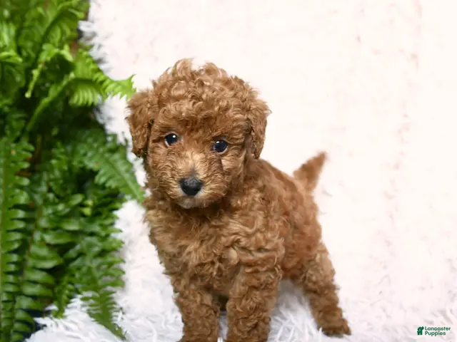 Toy Poodle dogs for sale: Acre - Ad 1