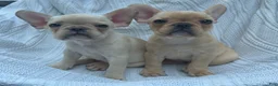 French Bulldog dogs for sale: French Bulldog Fawn - Ad 3