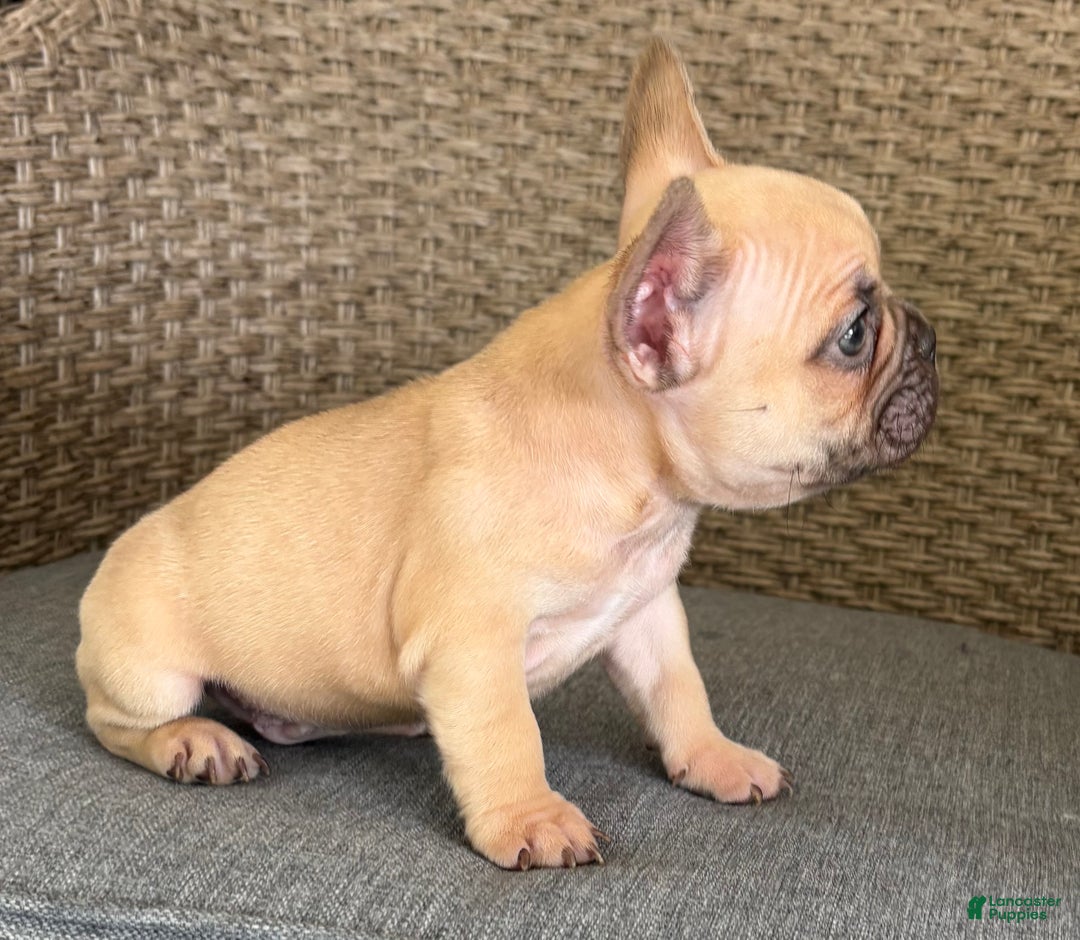 French Bulldog dogs for sale: Dobby - Ad 5