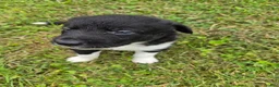 Border Collie dogs for sale: Border Collie 1 - Ad 3