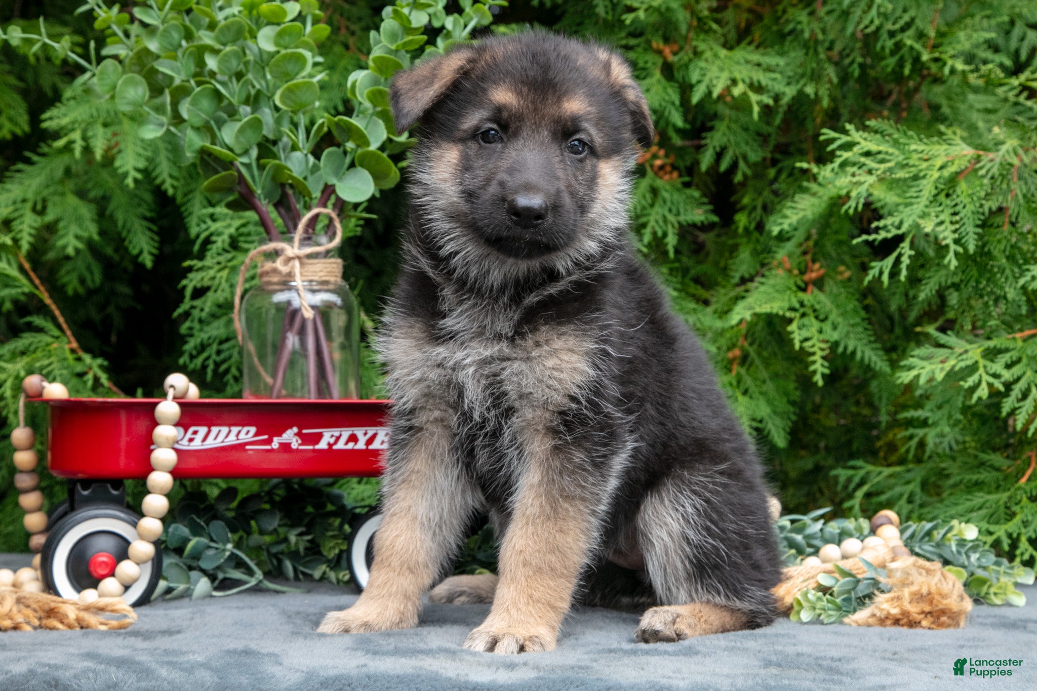 German Shepherd dogs Vixen - Ad 2