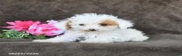Toy Poodle dogs for sale: Sugar - Ad 3