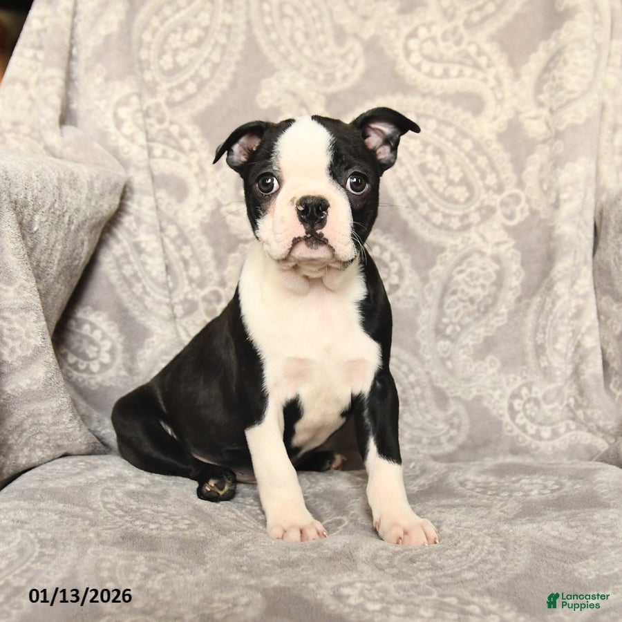 Boston Terrier dogs Jack  - Ad 2