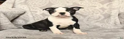 Boston Terrier dogs for sale: Jack  - Ad 2