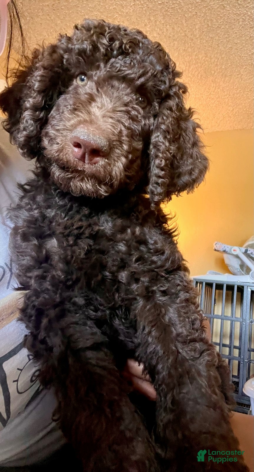 Standard Poodle dogs Standard Poodle Puppy 4 - Ad 1