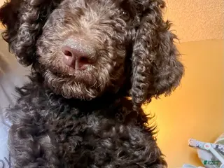 Standard Poodle dogs for sale: Standard Poodle Puppy 4 - Ad 3