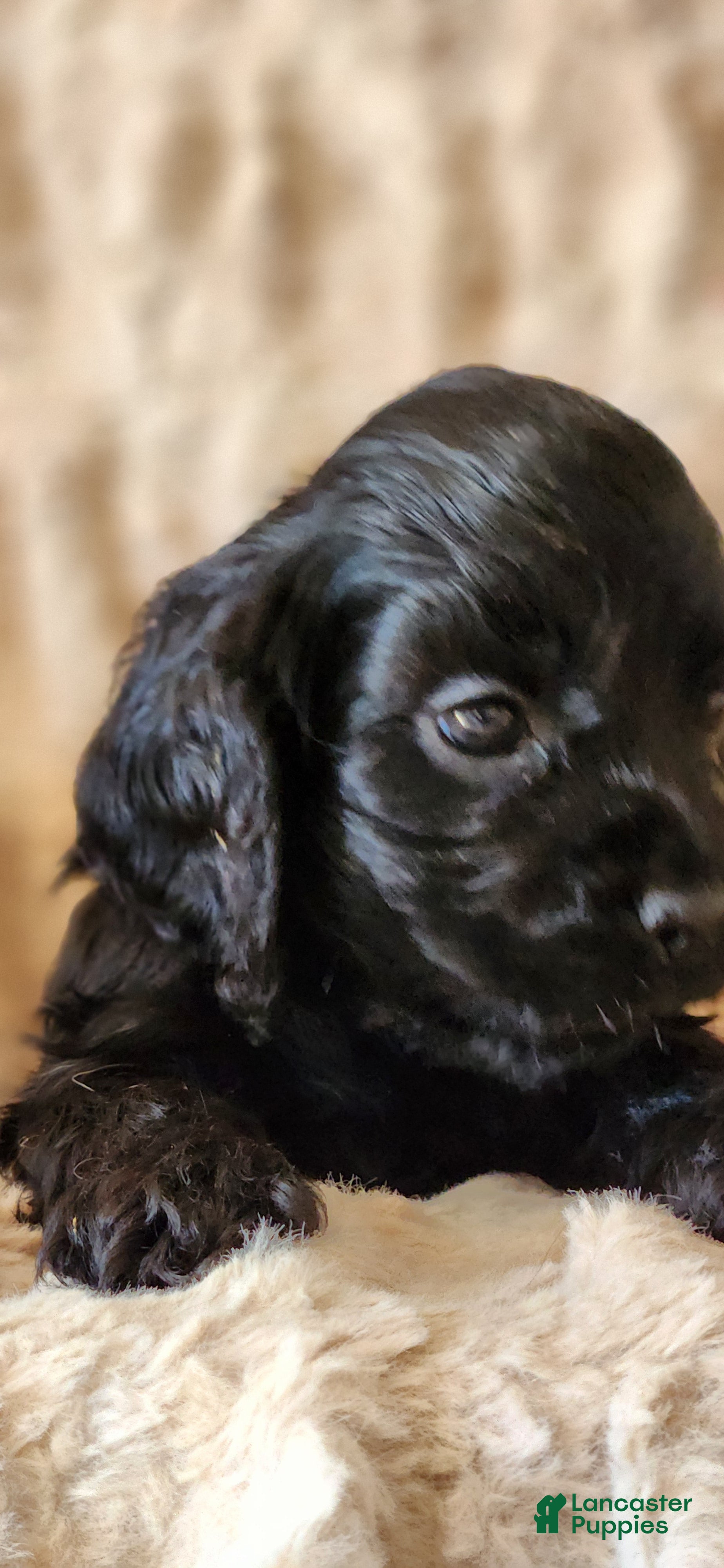 Cocker Spaniel dogs Cocker Spaniel 1 - Ad 2