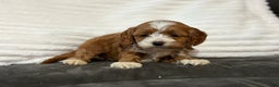 Cockapoo dogs for sale: Cooper - Ad 6