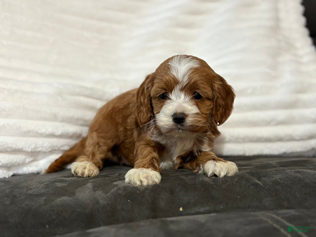 Cockapoo dogs for sale: Cooper - Ad 6