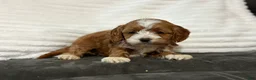 Cockapoo dogs for sale: Cooper - Ad 6