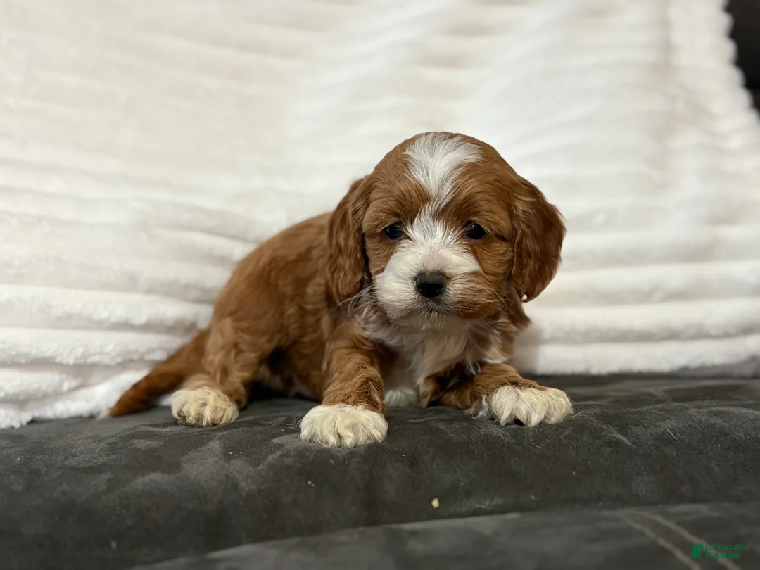 Cockapoo dogs for sale: Cooper - Ad 6