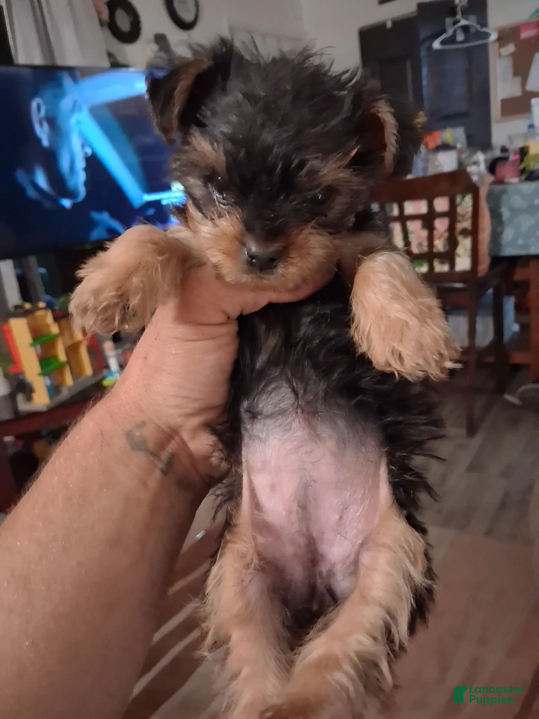 Yorkshire Terrier dogs for sale: Yorkshire Terrier Puppy 2 - Ad 2