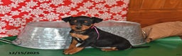 Miniature Pinscher dogs for sale: Charlotte - Ad 2