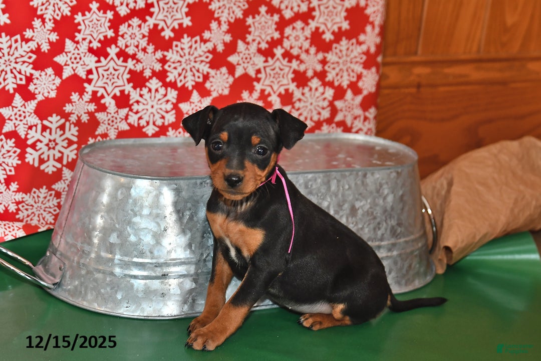 Miniature Pinscher dogs for sale: Charlotte - Ad 2