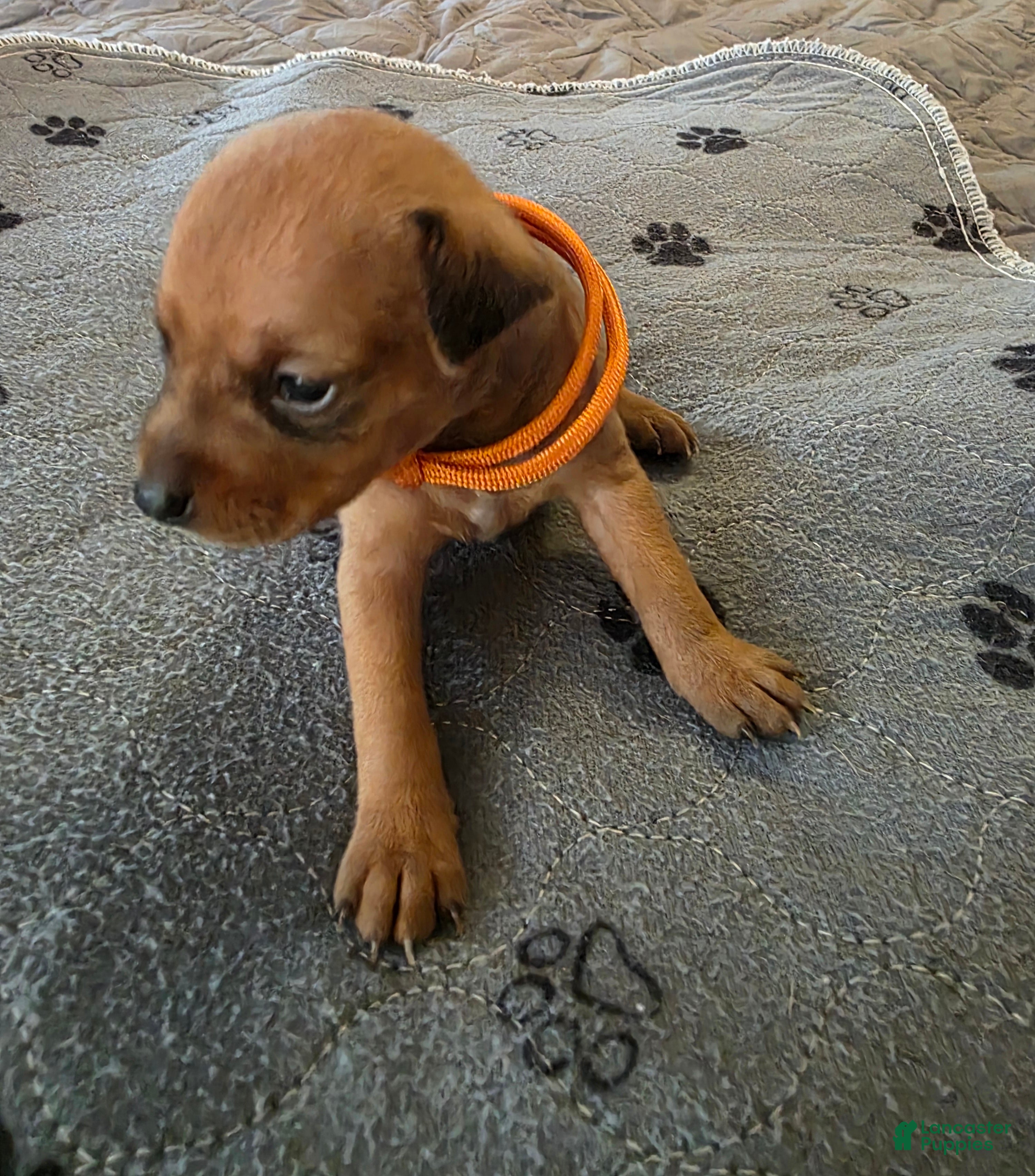 Miniature Pinscher dogs J-orange - Ad 2