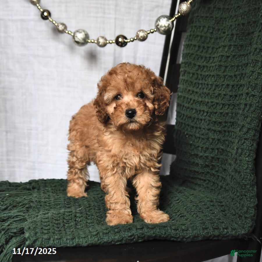 Toy Poodle dogs Flora    - Ad 9
