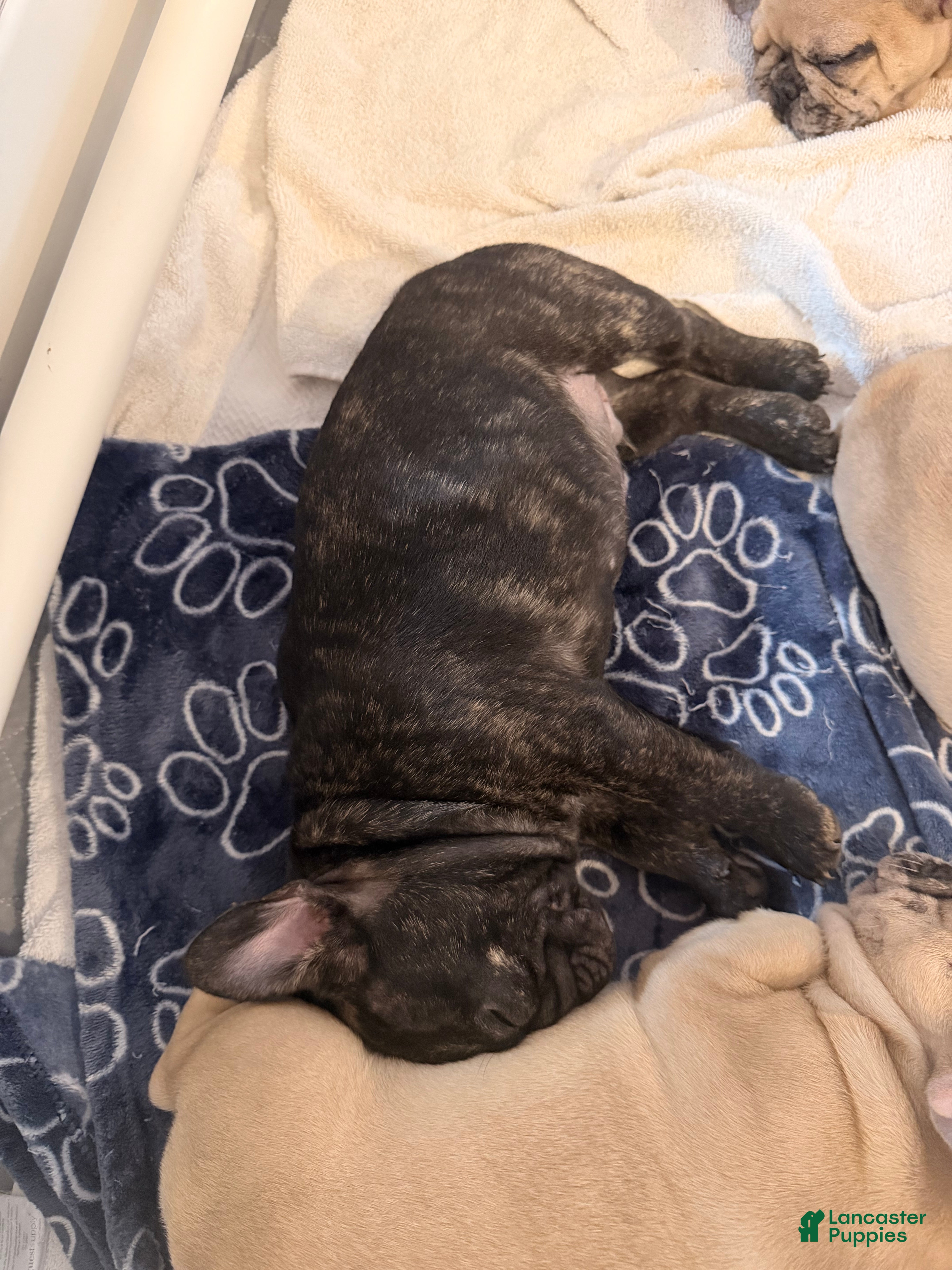 French Bulldog dogs for sale: Vinny - Ad 2