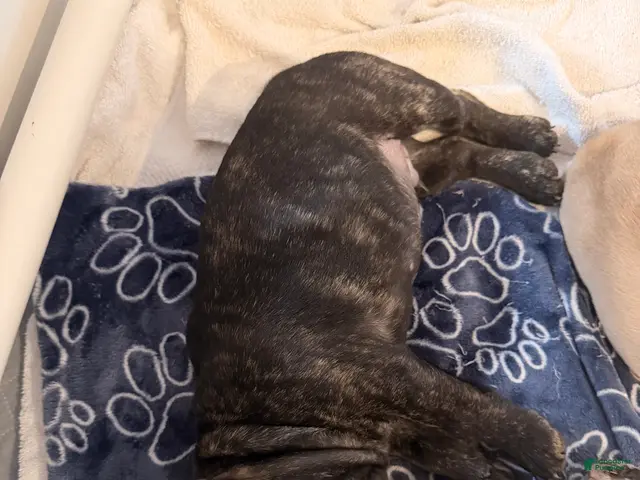 French Bulldog dogs for sale: Vinny - Ad 2