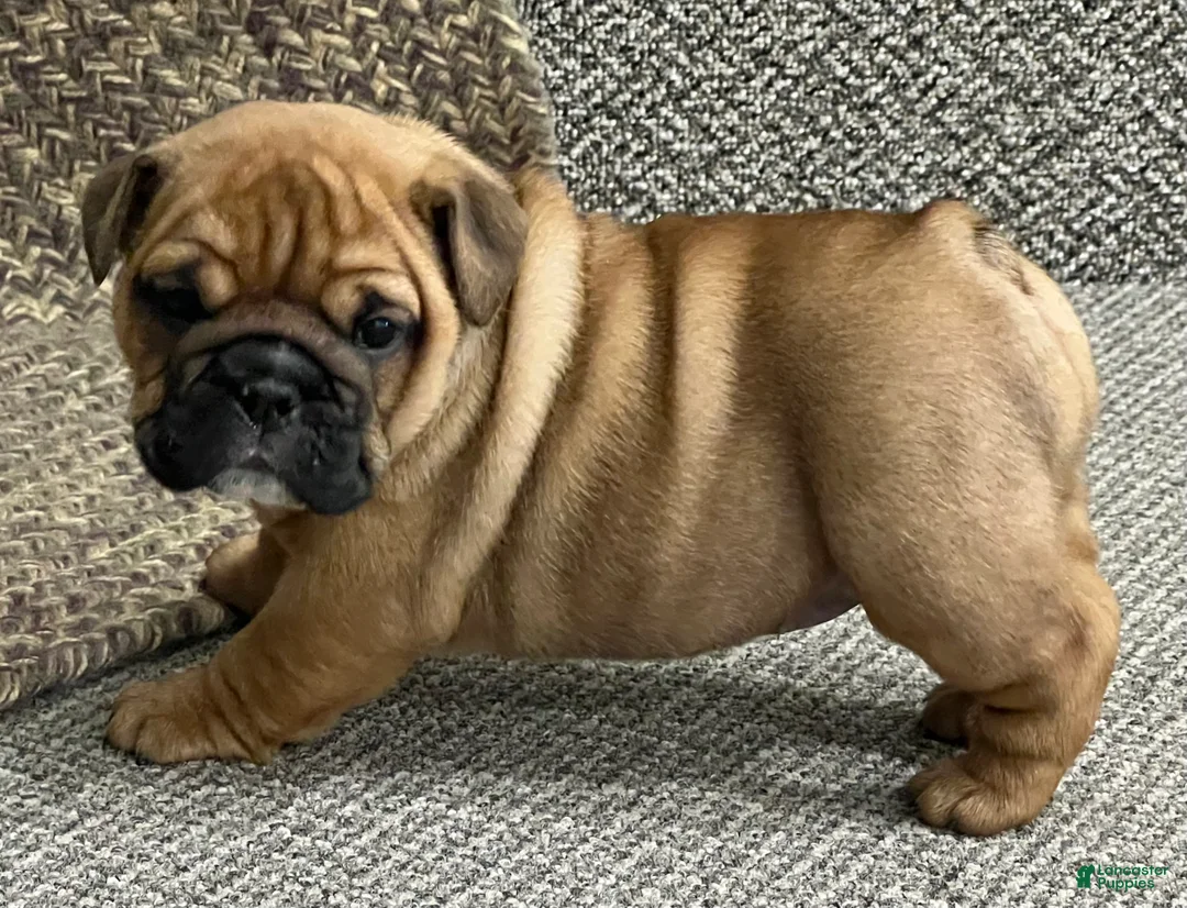 English Bulldog dogs for sale: Violet  - Ad 2