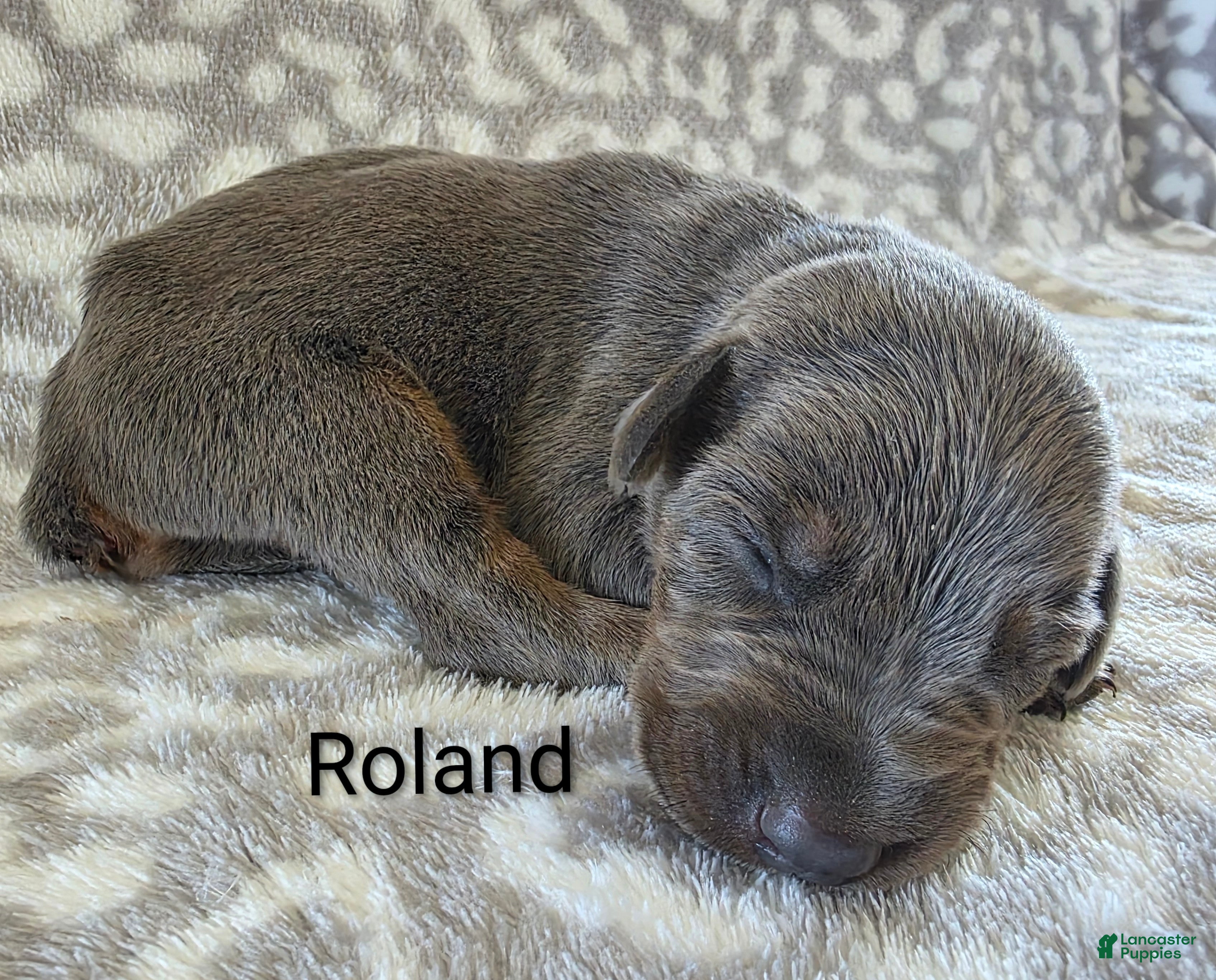 Doberman Pinscher dogs Doberman Pinscher Puppy 1 - Ad 12