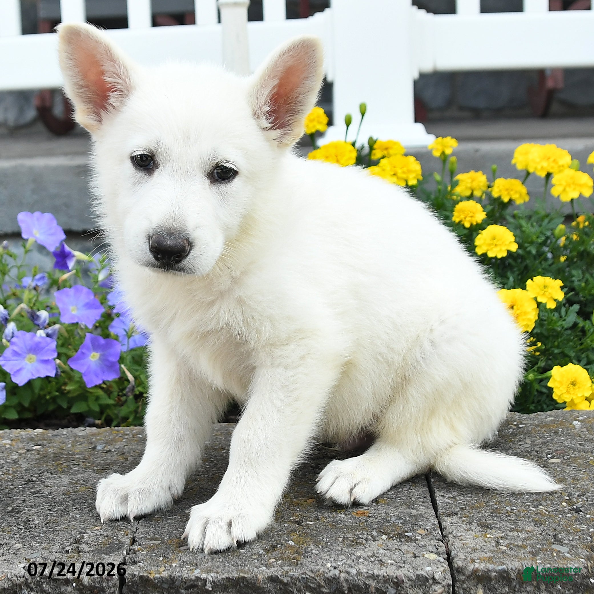 German Shepherd dogs Kip  - Ad 2