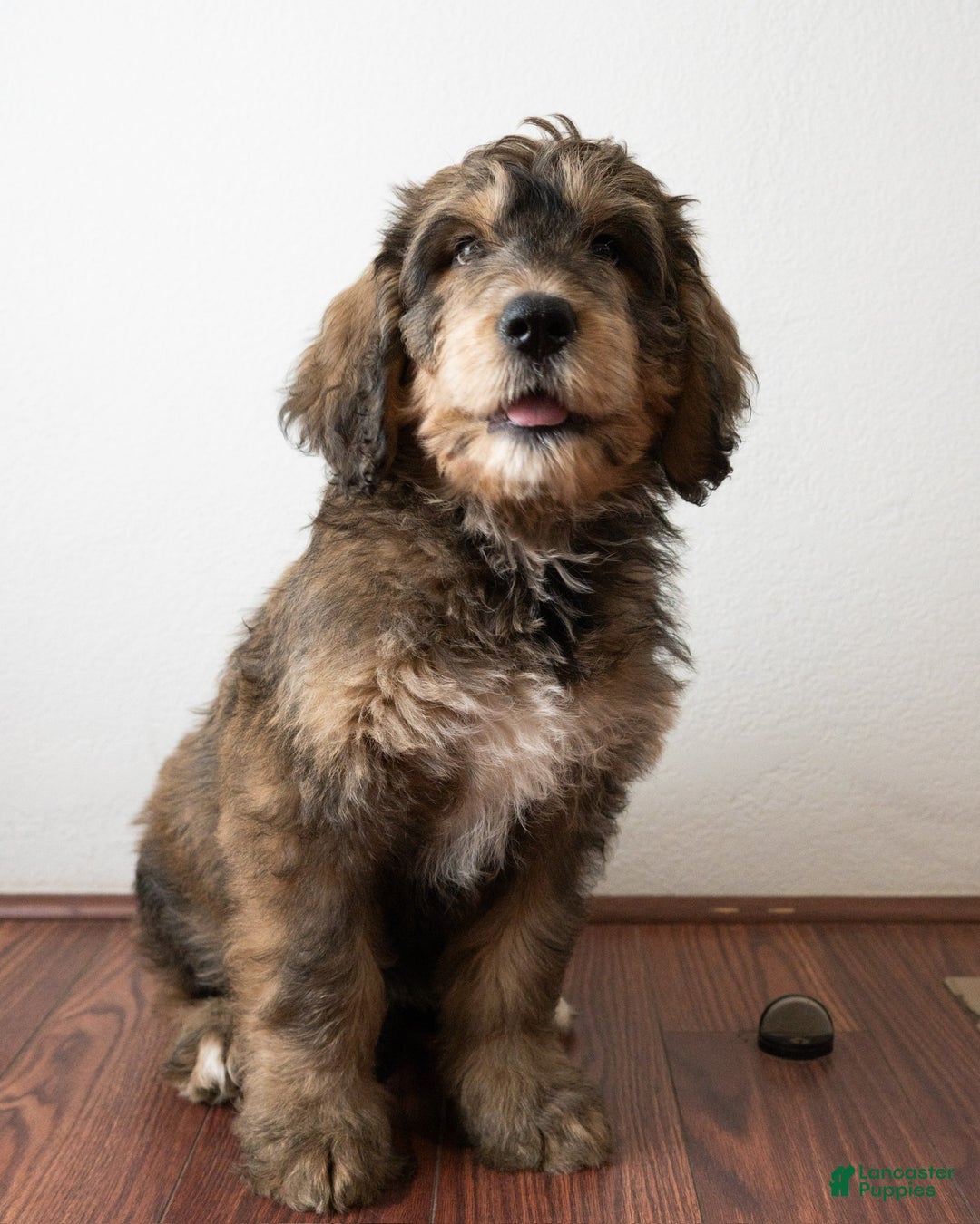 Mixed Breed dogs for sale: Mixed Breed Puppy 6 - Ad 2