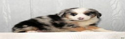 Miniature Australian Shepherd dogs for sale: Daisy - Ad 4