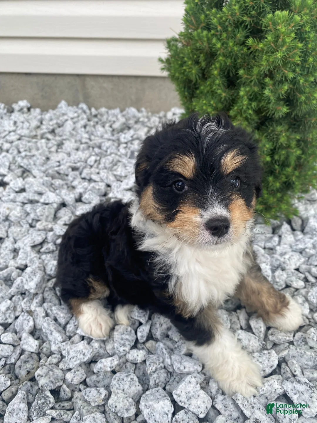 Mini Aussiedoodle dogs for sale: Kyler - Ad 1