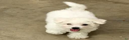 Bichon Frise dogs for sale: Finn - Ad 3