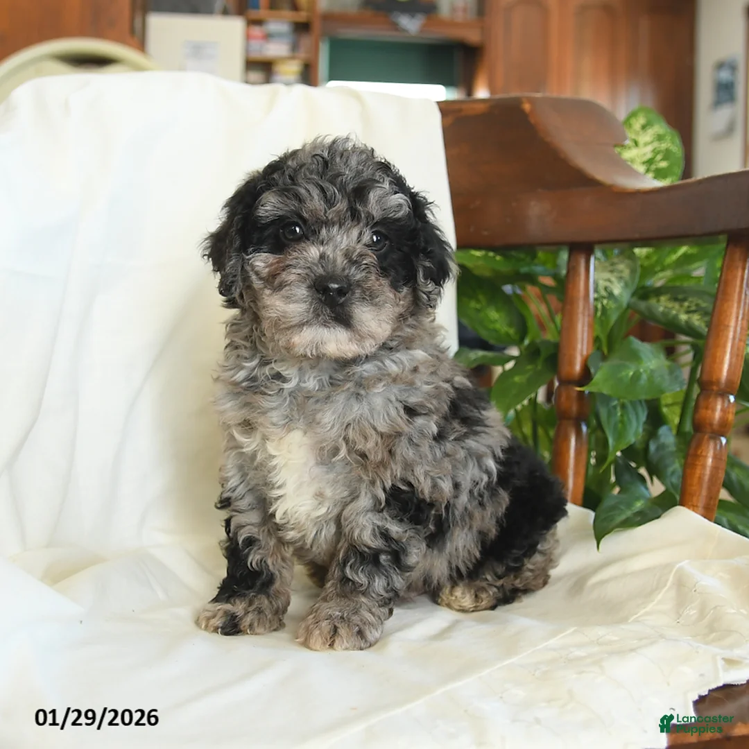 Miniature Poodle dogs for sale: Jersey - Ad 2
