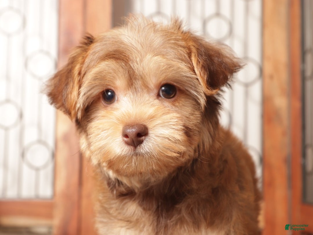 Yorkiepoo dogs for sale: Guppy Make Yorkiepoo Puppy - Ad 2