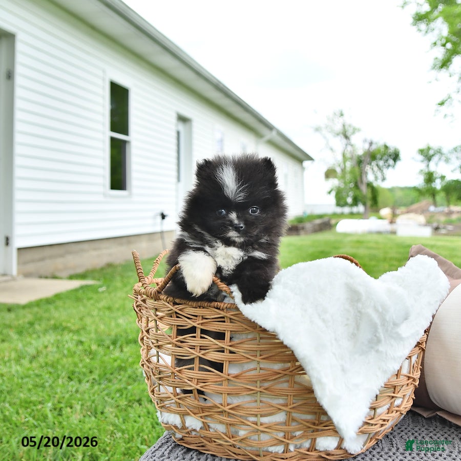 Pomeranian dogs Austin - Ad 2