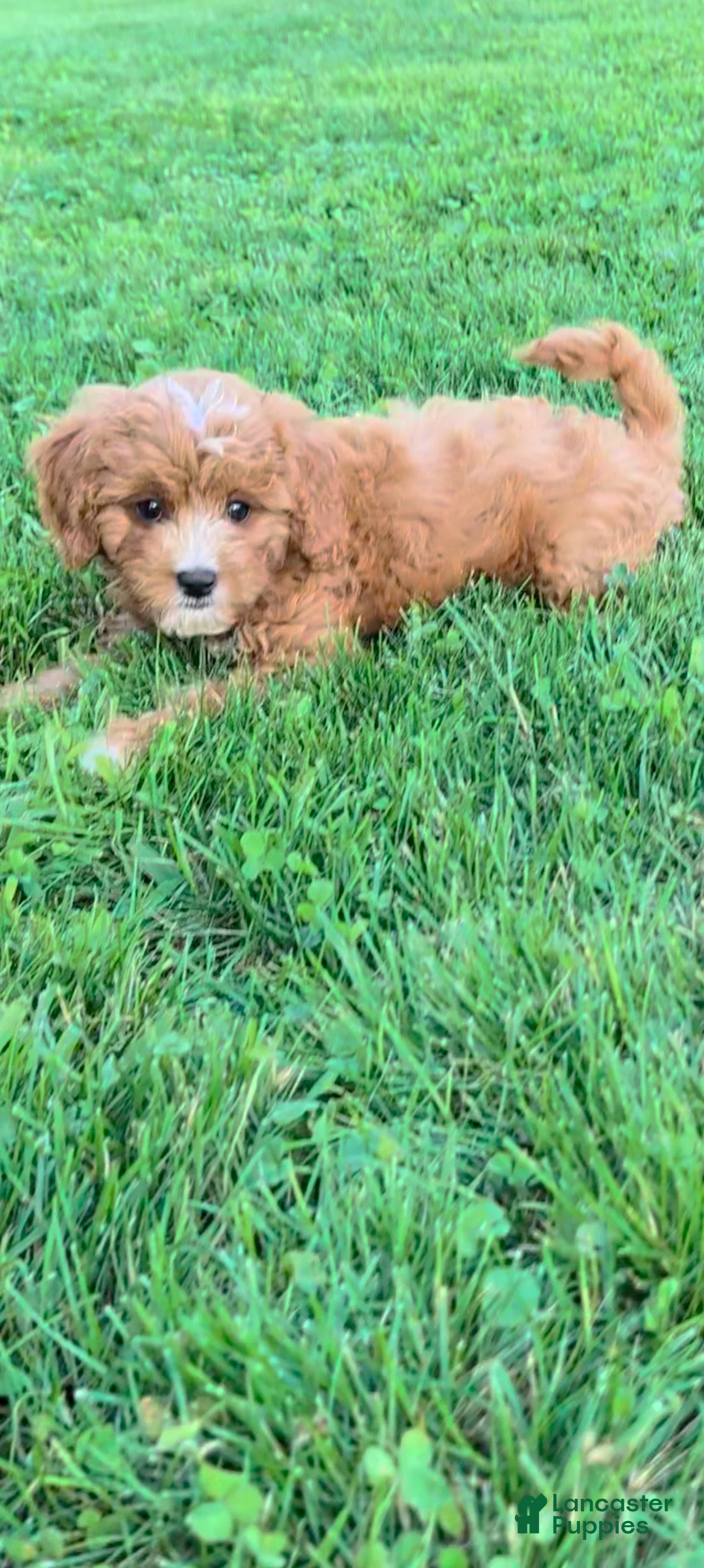 Cavapoo dogs for sale: Marley  - Ad 3