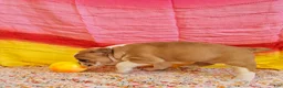 Mixed Breed dogs for sale: Gold Star Girl - Ad 3