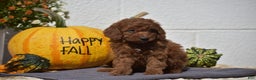 Toy Poodle dogs for sale: Tessa - Ad 9