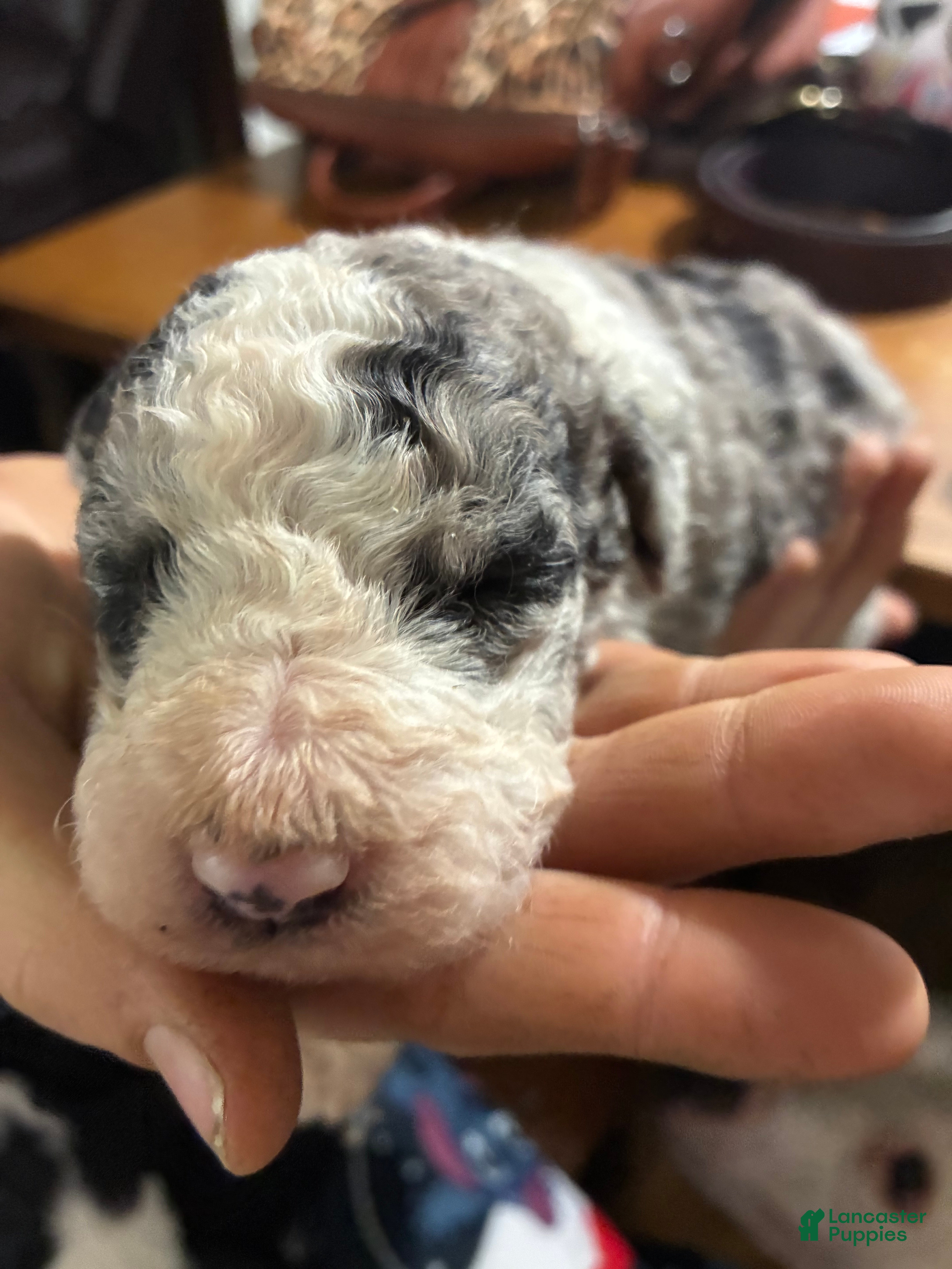 Mixed Breed dogs for sale: Old English Bernedoodle  - Ad 3