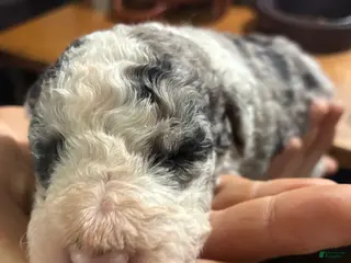 Mixed Breed dogs for sale: Old English Bernedoodle - Ad 3