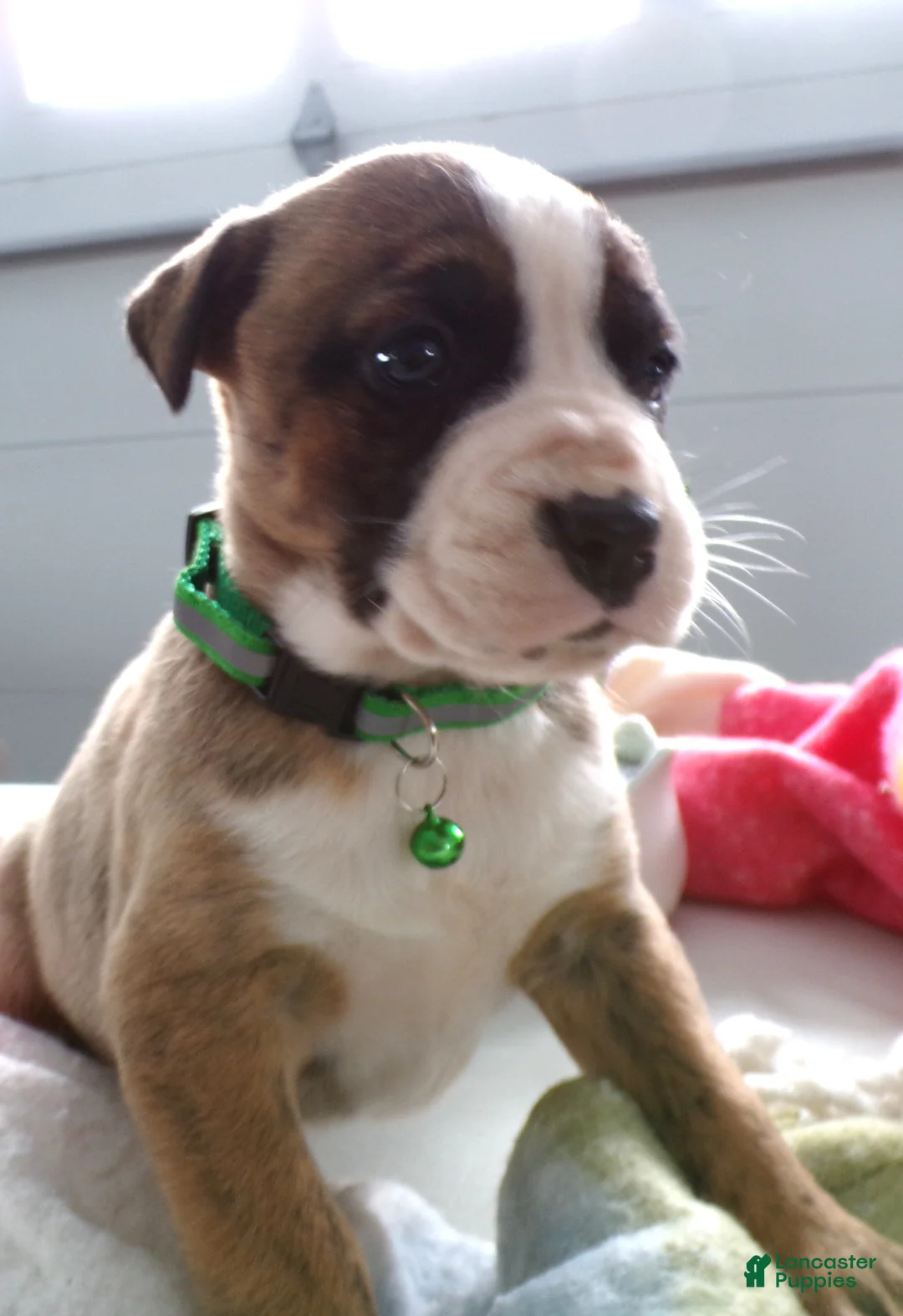 Boxer dogs for sale: Boxer Puppy 1 Brutis - Ad 2