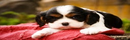 Cavalier King Charles Spaniel dogs for sale: Chance - Ad 4