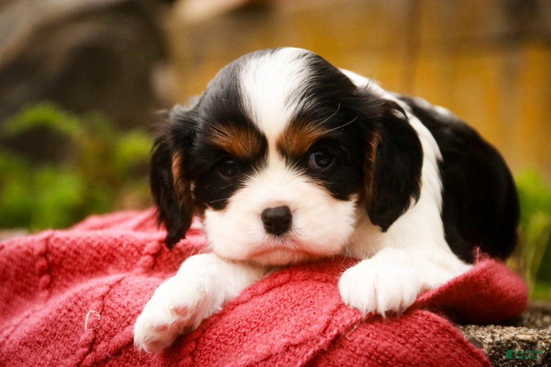 Cavalier King Charles Spaniel dogs for sale: Chance - Ad 4