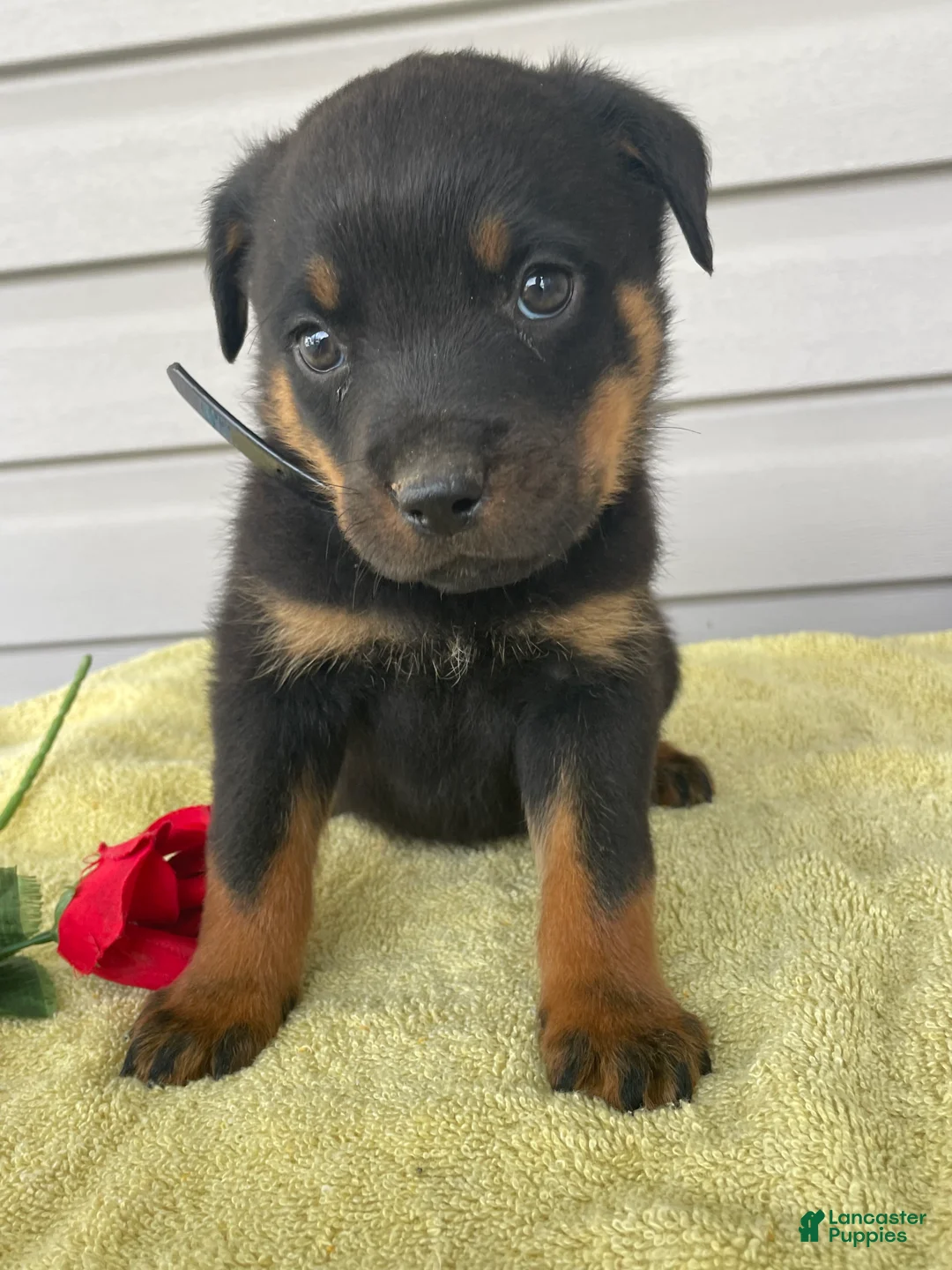 Rottweiler dogs for sale: Aston - Ad 2