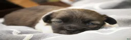 Havanese dogs for sale: Orion Havanese  - Ad 2