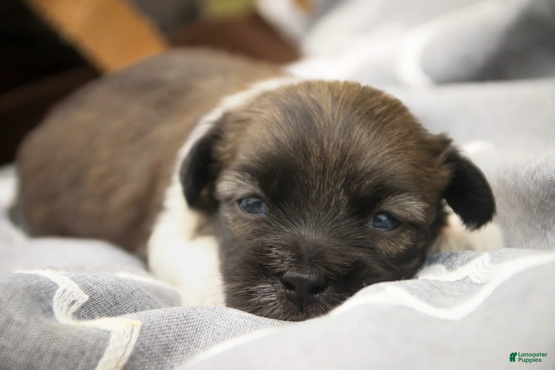 Havanese dogs for sale: Orion Havanese  - Ad 2