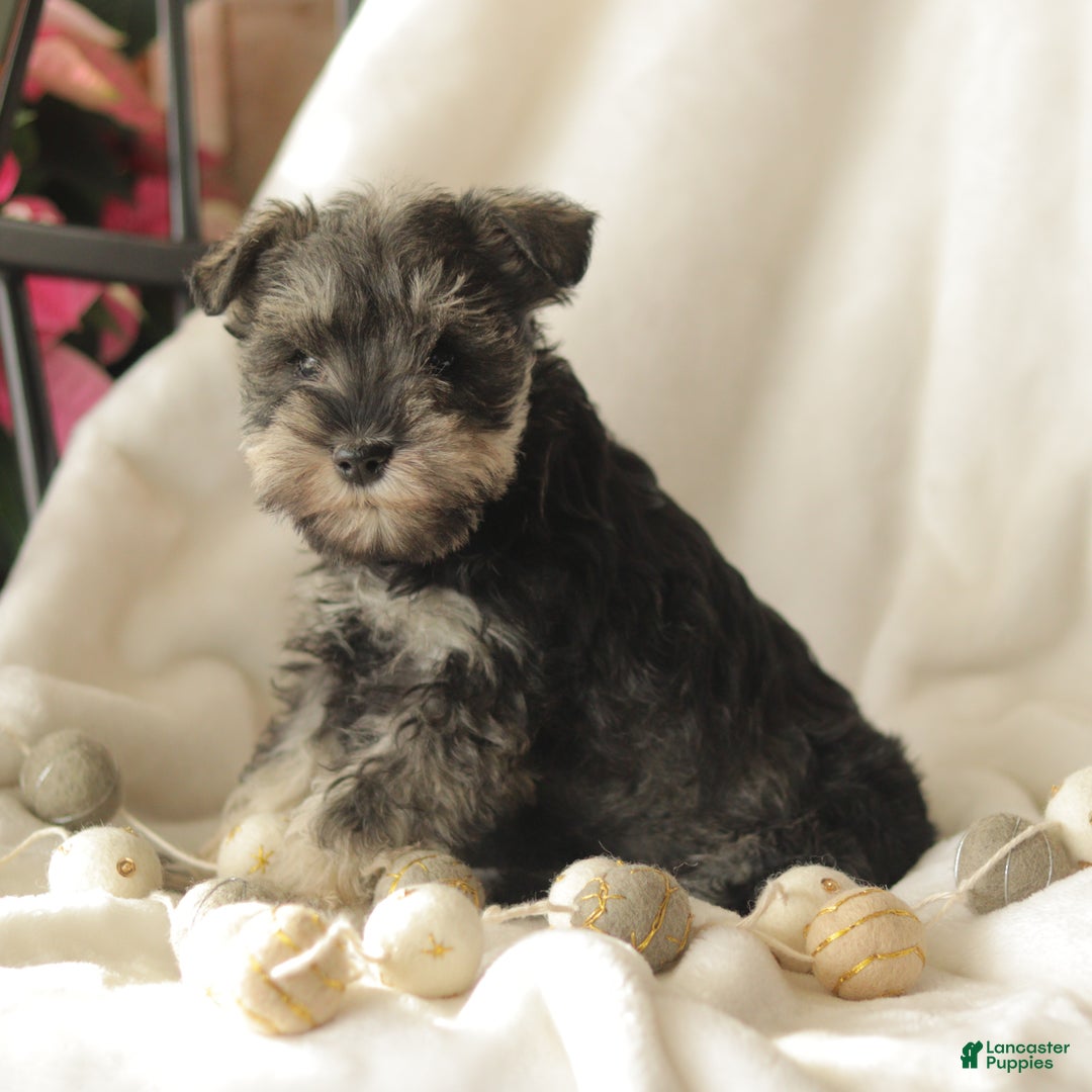 Miniature Schnauzer dogs for sale: Midnight - Ad 3