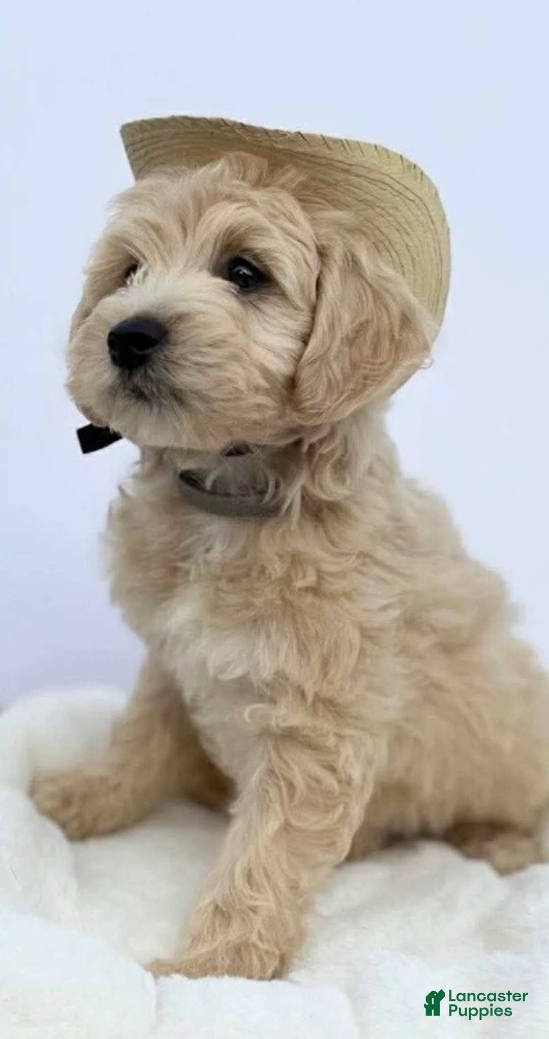 Mini Goldendoodle dogs for sale: Mini Goldendoodle Puppy 1 - Ad 3